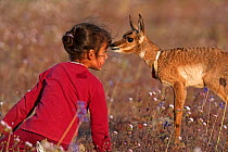 Young girl face to face with Peninsular Pronghorn Antelope (Antilocapra americana peninsularis) fawn at Peninsular Pronghorn recovery project, El Vizcaino Desert Biosphere Reserve, Baja California Pen...