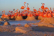 Caribbean Flamingo (Phoenicopterus ruber) breeding colony, Ria Lagartos Biosphere Reserve, Yucatan Peninsula, Mexico, June. Finalist in the Portfolio Category of the Terre Sauvage Nature Images Awards...