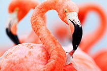 Caribbean Flamingo (Phoenicopterus ruber) feeding three day old chick at breeding colony, Ria Lagartos Biosphere Reserve, Yucatan Peninsula, Mexico, June, June, Finalist in the Portfolio Category of t...