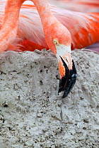 Caribbean Flamingo (Phoenicopterus ruber) building up mud whilst  brooding egg, breeding colony, Ria Lagartos Biosphere Reserve, Yucatan Peninsula, Mexico, June, Finalist in the Portfolio Category of...