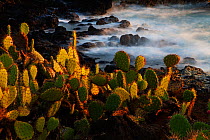 Prickly pear (Opuntia sp.) growing on coastline, Socorro Island, Revillagigedo Archipelago National Park (Socorro Islands), Pacific Ocean, Western Mexico, November, Honorary Mention in the third natio...