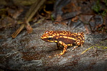 Darwin Wallace poison frog (Epipedobates darwinwallacei) adult, Mindo, Ecuador. June