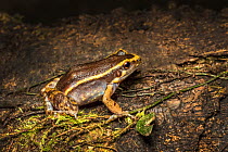 Gold-striped frog (Lithodytes lineatus) adult, Amazon,  Ecuador. June.