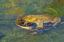 Green toad (Bufotes viridis) pair in amplexus, Varna Wetlands,  Bulgaria. April.