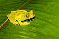 Palm treefrog (Hypsiboas pellucens) adult, Mindo, Ecuador. June.