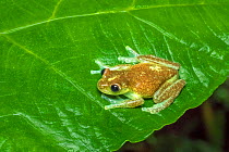 Babbling torenteer frog (Hyloscirtus alytolylax) adult on leaf, Mindo,  Ecuador. June.