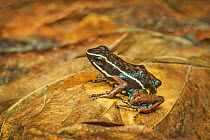 Poison dart frog (Ameerega hahneli) on rainforest floor, Amazon Basin, Ecuador. June.