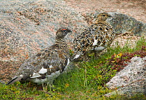 Ptarmigan (Lagopus muta) adult male and female, Cairngorms, Scotland. June.