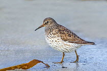 Purple sandpiper (Calidris maritima) female in summer plumage, feeding among kelp on the tideline hile on migration to northern breeding grounds, North Uist, Outer Hebrides, Scotland. May.