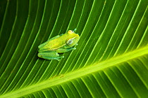 Polka-dot tree frog (Hypsiboas punctatus) adult on leaf, Amazon,  Ecuador. June.