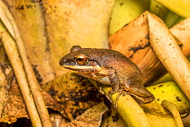 Cachabi robber frog (Pristimantis achatinus) adult on leaf, Mindo, Ecuador. June.