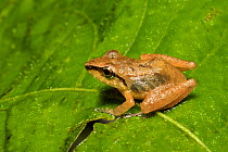 Cachabi robber frog (Pristimantis  achatinus) adult on leaf, Mindo,  Ecuador. June.