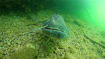 Wels catfish (Silurus glanis) swimming underwater, with another approaching the camera to have a look, River Ebro, Spain, April.