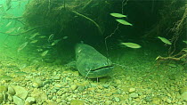 Wels catfish (Silurus glanis) resting, surrounded by small fish, River Ebro, Spain, April.