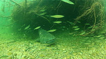 Wels catfish (Silurus glanis) resting, surrounded by small fish, River Ebro, Spain, April.