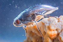 Alkali fly (Ephydra hians) underwater in protective air bubble, Mono Lake, California, USA.