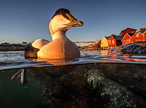 Common eider duck (Somateria mollissima) male in fishing harbour, Trondelag, Norway, January. Winner of the Portfolio Award of the Terre Sauvage Nature Images Awards Competition 2017.