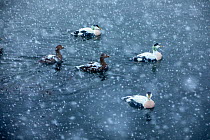 Common eider duck (Somateria mollissima) in snowfall, Trondelag, Norway, January. Overall winner of the Terre Sauvage Nature Images Awards 2017. Winner of the Portfolio Award of the Terre Sauvage Natu...