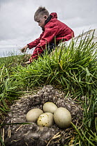 Man collecting Common eider (Somateria mollissima) down from nest, Norway, June 2014.
