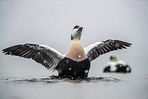 Common eider (Somateria mollissima) male stretching wings, Trondelag,Norway, January.