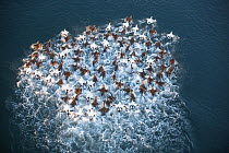 View from above of Common eider (Somateria mollissima) flock taking off, scared by an otter. Trondelag, Norway, January. Winner of the Portfolio Award of the Terre Sauvage Nature Images Awards Competi...