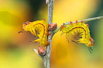 Saturniid moth (Eacles ormondei) larva, Izabal, Guatemala, Central America