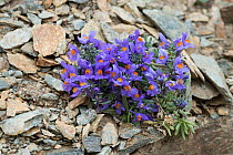 Alpine toadflax (Linaria alpina) flowers, Umbrail Pass, Alps, Italy, June.