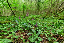 Early purple orchid (Orchis mascula) in woodland, Clare Glen, County Armagh, Northern Ireland.