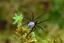 Diving bell spider (Argrpneta aquatica) Montiaghs Moss NNR, County Antrim, Northern Ireland. May.