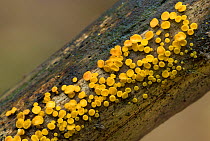 Lemon disco fungus (Bisporella citrina) Peatlands Park, County Armagh, Northern Ireland. October.