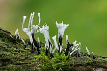 Candle snuff fungus (Xylaria hypoxylon) West of Carrigart, County Donegal, Northern Ireland, October.