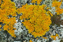 Lichen (Xanthoria aureola) Ballywhoriskey Point, County Donegal, Northern Ireland. October.