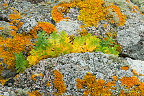 Sea spurge (Euphorbia paralias) Ballywhoriskey Point, Co. Donegal, Northern Ireland. October.