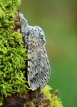 Puss moth (Cerura vinula) on mossy branch, Clare Glen,  Co. Armagh, Northern Ireland.