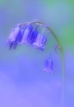 Bluebell (Hyacinthoides non-scripta) Clare Glen, County Armagh, Northern Ireland, April.