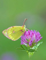 Mountain clouded butterfly (Colias phicomone) on clover flower, Stelvo Pass, Alps, Italy, June.