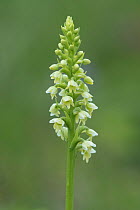 Small white orchid (Pseudorchis albida) Gembre, Alps, Italy, June.