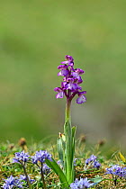 Green winged orchid (Anacamptis morio) Killard Point NNR, County Down, Northern Ireland, May.