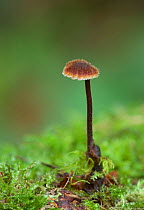 Earpick fungus (Auriscalpium vulgare)  County Roscommon, Northern Ireland, October.