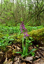 Early purple orchid (Orchis mascula) in woodland, Clare Glen, County Armagh, Northern Ireland, April.