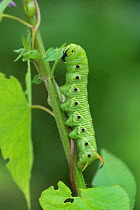 Convolvulus hawk-moth (Agrius convolvuli) caterpillar, Vercors National Park, France, August.