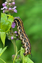 Convolvus hawk-moth (Agrius convolvuli) caterpillar, Vercors National Park, France