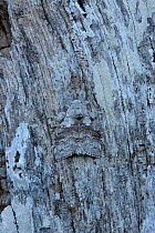 Pale tussock moth (Caliteara pudibunda) camouflaged on branch, Saltee Islands, County Wexford, Northern Ireland.