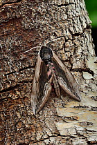 Privet hawk-moth (Sphinx ligustri) camouflaged, Northern Ireland, May.