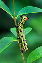 Saturniid moth (Citheronia laocoon) caterpillar, Mato Grosso, Brazil