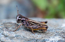Siberian Grasshopper (Gomphocerus sibiricus) St Caterina di Valfurva, Alps, Italy, June.