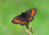 Arran brown butterfly (Erebia ligea) Santa Caterina di Valfurva, Alps, Italy, June.
