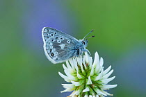 Glandon blue butterfly (Agriades glandon) Bormio & St Caterina, Alps, Italy, June.