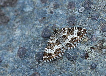 Small argent and sable moth (Epirrhoe tristata) Santa Caterina di Valfurva, Alps, Italy, June.