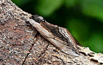 Privet hawk-moth (Sphinx ligustri) camouflaged on branch, Northern Ireland, May.